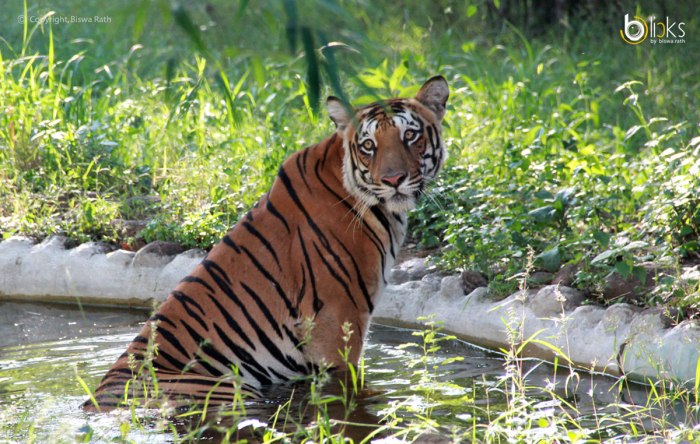 West-Bengal-Tiger---Bclicks-001
