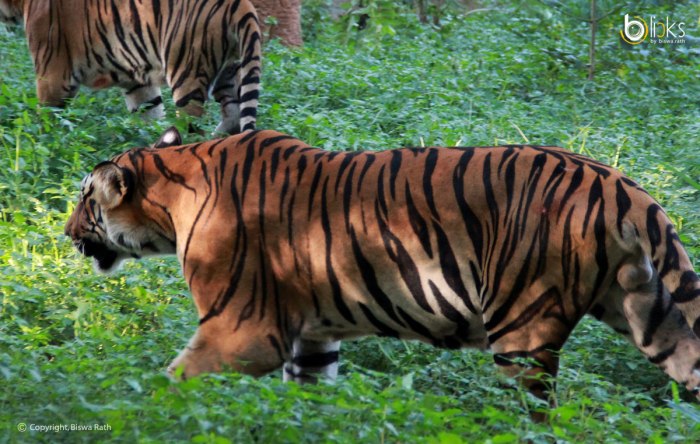 West-Bengal-Tiger---Bclicks-002