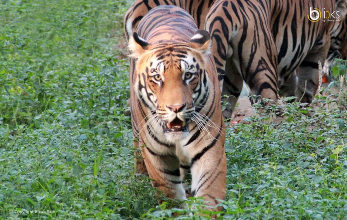 West-Bengal-Tiger---Bclicks-005