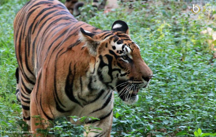 West-Bengal-Tiger---Bclicks-006